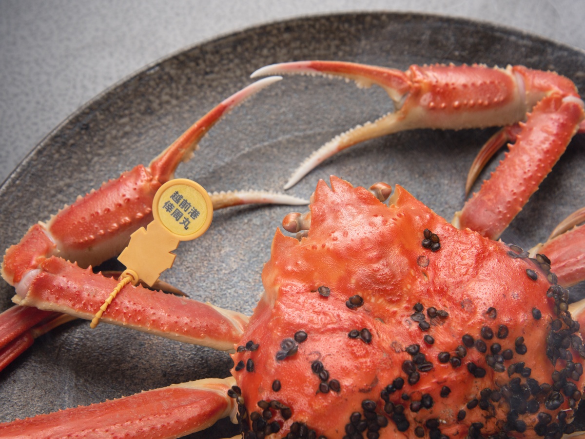 【越前蟹フルコース】お一人様1杯・タグ付越前蟹をリーズナブルに